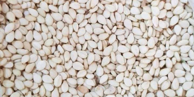 Semillas de sésamo blanco sudanesas, primera clasificación