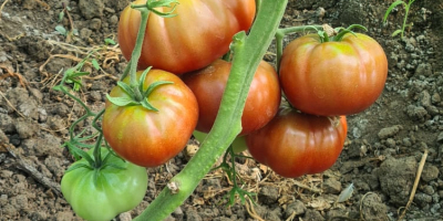 Los tomates producidos en mi propio solarium, sin fertilizantes