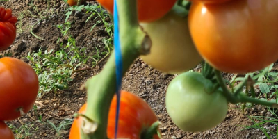 Los tomates producidos en mi propio solarium, sin fertilizantes