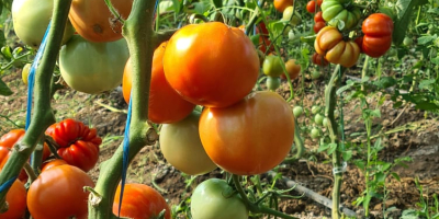 Los tomates producidos en mi propio solarium, sin fertilizantes