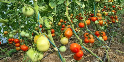 Los tomates producidos en mi propio solarium, sin fertilizantes