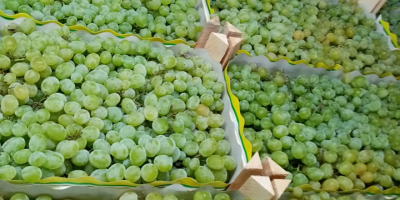 Las uvas de Macedonia estarán disponibles a principios de