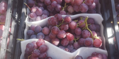 Las uvas de Macedonia estarán disponibles a principios de