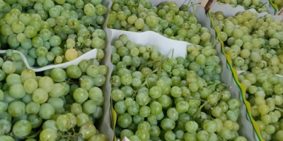 Las uvas de Macedonia estarán disponibles a principios de