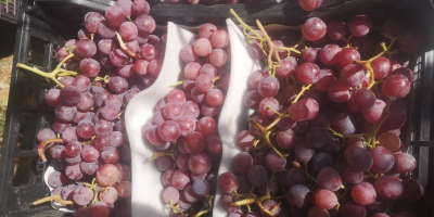 Las uvas de Macedonia estarán disponibles a principios de