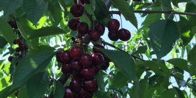 Buenos días, vendo cerezas GRANDES, jugosas sin gusanos, variedades