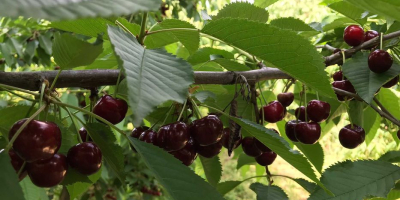 Buenos días, vendo cerezas GRANDES, jugosas sin gusanos, variedades