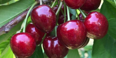 Buenos días, vendo cerezas GRANDES, jugosas sin gusanos, variedades