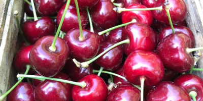 Buenos días, vendo cerezas GRANDES, jugosas sin gusanos, variedades