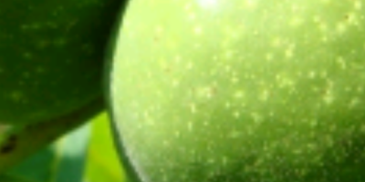 Nueces verdes para la venta. ecológico
