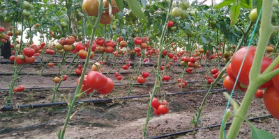 Vendo tomates. Tienen grandes cantidades.