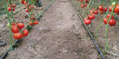 Vendo tomates. Tienen grandes cantidades.