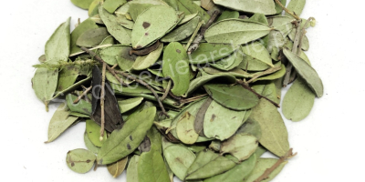 Venderé una hoja de arándano rojo (Vitis idaea folium),