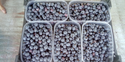 Voy a vender arándanos unos 1000 kg el sábado.