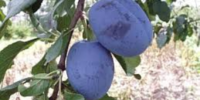 Venderé ciruelas de las variedades Cacańska Lepotica y Węgierka