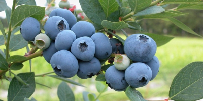 Hola, venderé arándanos americanos directamente de nuestra huerta. Los