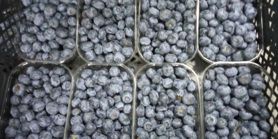 Compraré arándanos envasados en 250g, unas 5 toneladas a