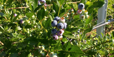 Manejo un cultivo pequeño en el patio trasero (600