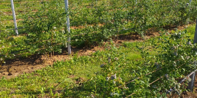 Manejo un cultivo pequeño en el patio trasero (600