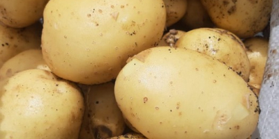 Patatas carera de altísima calidad. Grandes cantidades.