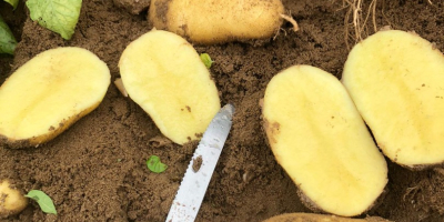 Patatas carera de altísima calidad. Grandes cantidades.