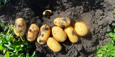 Patatas carera de altísima calidad. Grandes cantidades.