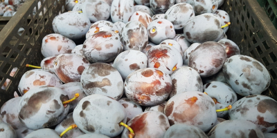 Venderé lepotica plum, madura, 1 t por día, precio