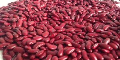 Frijoles rojos secos Frijoles rojos de alta calidad Frijoles