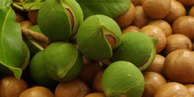 NUECES DE MACADAMIA SIN CÁSCARA: ESPECIFICACIONES: NUECES DE MACADAMIA