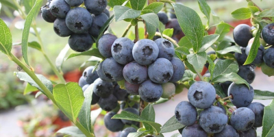 Venderé arándanos americanos orgánicos certificados empaquetados en 250 gramos
