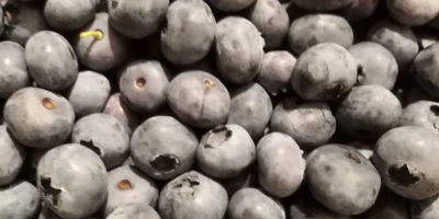 Blueberry blueberry bluecrop 15+. Envasado en cestas de 3