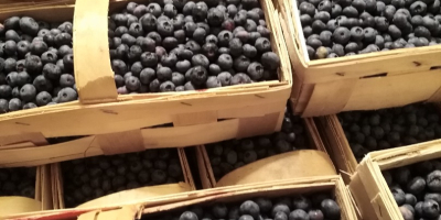 Blueberry blueberry bluecrop 15+. Envasado en cestas de 3