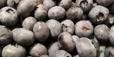 Blueberry blueberry bluecrop 15+. Envasado en cestas de 3