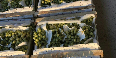 ¡Buenos días! Vendemos uvas al por mayor de alta