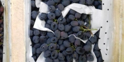 ¡Buenos días! Vendemos uvas al por mayor de alta