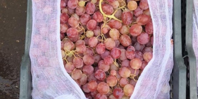 ¡Buenos días! Vendemos uvas al por mayor de alta