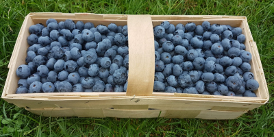 Venderé arándanos, buenos frutos grandes. Variaciones de duke y