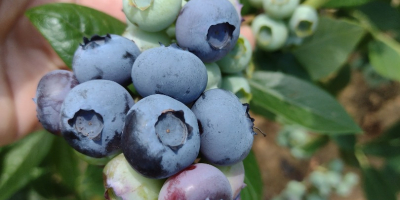 VENDO ARÁNDANO AMERICANO DE PROPIA PLANTACIÓN. POSIBLE COOPERACIÓN PERMANENTE.