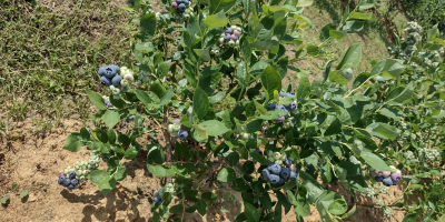 VENDO ARÁNDANO AMERICANO DE PROPIA PLANTACIÓN. POSIBLE COOPERACIÓN PERMANENTE.