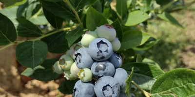 VENDO ARÁNDANO AMERICANO DE PROPIA PLANTACIÓN. POSIBLE COOPERACIÓN PERMANENTE.