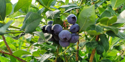 Arándano americano fresco de su propia plantación, alrededor de