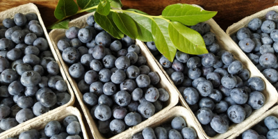 Arándano fresco de plantación propia, unos 100 kg semanales,
