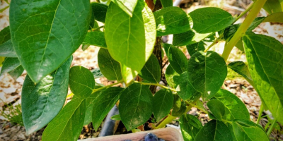 Arándano fresco de plantación propia, unos 100 kg semanales,