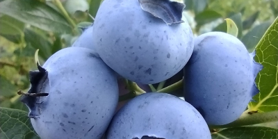 Venderé arándanos americanos alrededor de 300 kilogramos a la