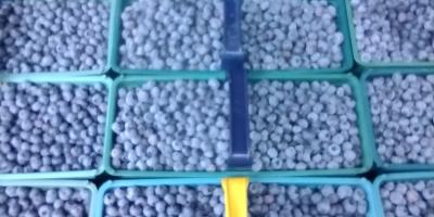 Venderé arándanos americanos alrededor de 300 kilogramos a la