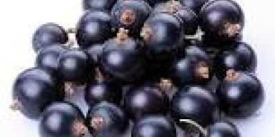 Grosella negra certificada para jugos o detalle. Más sobre