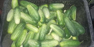 Venderé pepino de campo orgánico - desde 11 cm