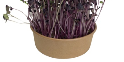 Hola, vendo microgreen. Rábano de coral rojo; Rábano sango