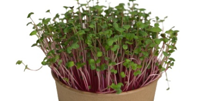 Hola, vendo microgreen. Rábano de coral rojo; Rábano sango