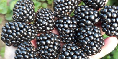 Vendo moras dulces de la variedad Thornfree ¡Las frutas